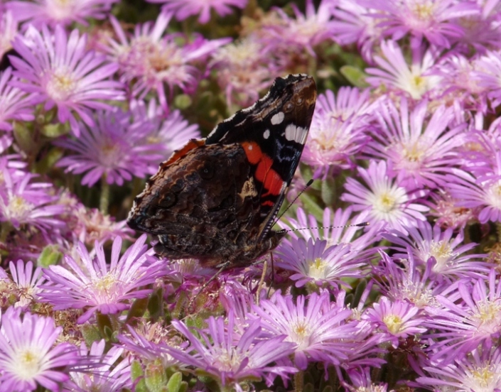 Vanessa atalanta in Sardegna